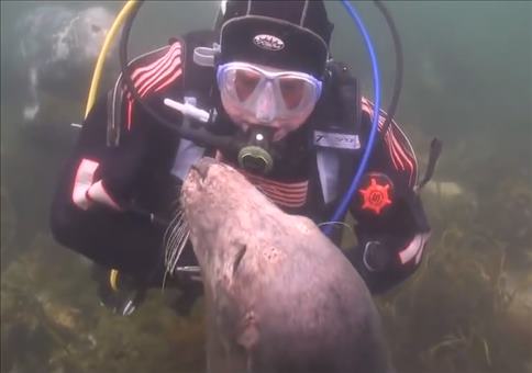 Mit dem Seehund auf Kuschelkurs