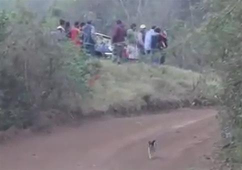 Dieser Hund hat mehr Glück als Verstand