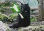 Jedi Bär