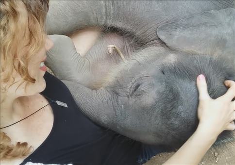 Mit einem Babyelefanten kuscheln