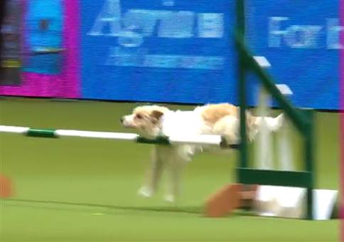 Olly der Hund dreht auf Hundeshow frei