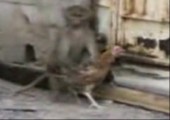 Affe klaut Huhn