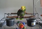 Papagei macht Babygeschrei nach
