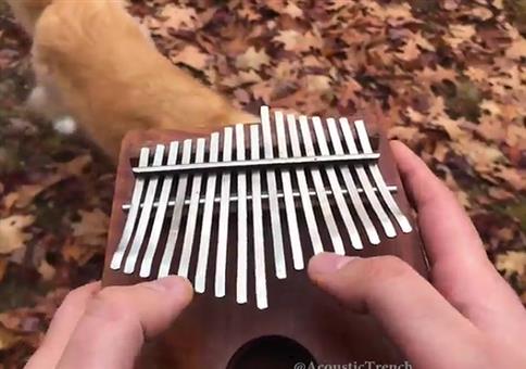 Blink182 auf der Kalimba spielen