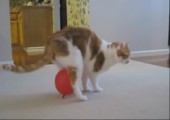 Aufgeladene Katze rennt mit Ballon rum
