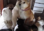 Hund umringt von Katzen