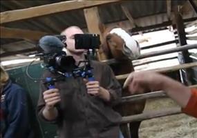 Ein sehr nerviges Pferd