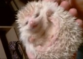 Baby Igel streicheln