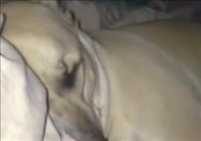 Hund klingt im Schlaf wie Donald Duck