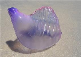 Portugiesische Galeere