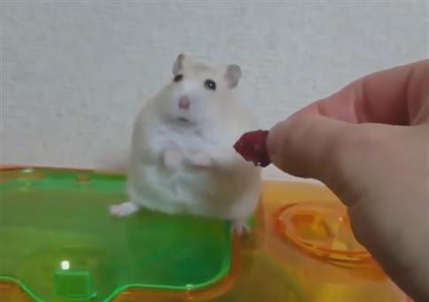 Wenn ein Hamster über seine eigene Existenz nachdenkt