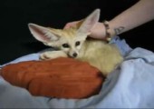 Fennec