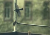 Vögel in Slow Motion