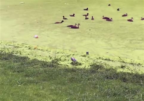 Fiese Falle am Ententeich