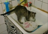 Die Katze macht heute den Abwasch!