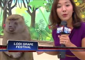 Affe ist geil auf Nachrichtenreporterin