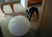 Hund ist verrückt nach großem Ball
