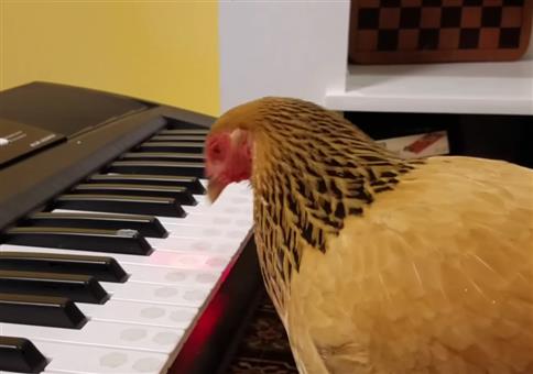 Huhn spielt America the Beautiful auf nem Keyboard