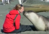 Mit einer Robbe knuddeln