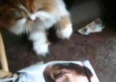 Diese Katze ist anscheinend kein Justin Bieber Fan