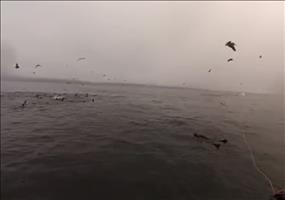 Neulich beim Schnorcheln im Meer