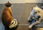 Staubsaugerkatze vs. Hund