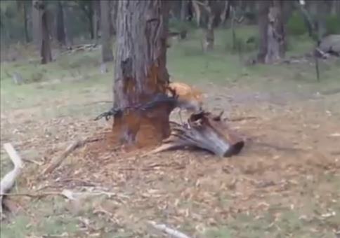 Hirsch freischneiden 