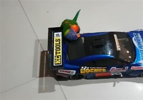 Larry fährt gerne ferngesteuerte Autos