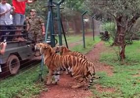 Tiger springt verdammt hoch