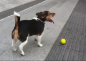 Kleverer Hund spielt mit sich selbst