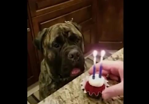 Geburtstagskerzen für den Hund