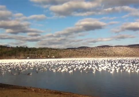 Riesiger Gänseschwarm hebt ab
