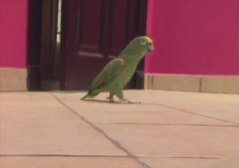 Papagei mit Superschurkenlache