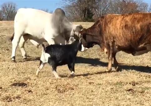 Kleine Ziege VS Kuh
