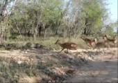 Leopard schnappt sich Antilope