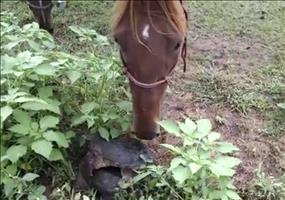 Schilkröte vs. neugieriges Pferd