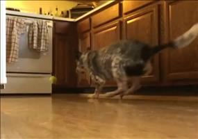 Fang den Ball in der Küche spielen - Keine gute Idee