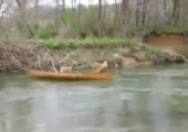 Hund rettet seine Kumpels im abtreibenden Kanu