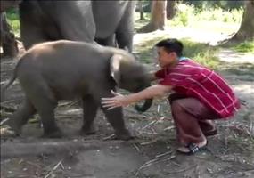 Mit dem Baby Elefanten schmusen