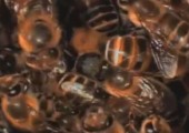 Honigbienen töten Hornisse