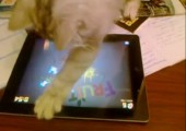 Katze spielt Fruit Ninja auf dem iPad