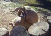 Schildkröte beim Sex: Wow!