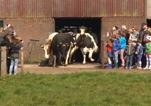 So macht man Kühe glücklich