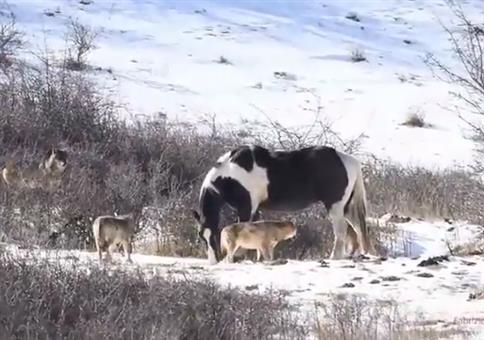 Das Pferd und die Wölfe