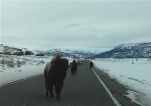 Kurzsichtiger Büffel auf Kollisionskurs