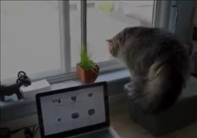 Katze am Fenster und plötzlich...
