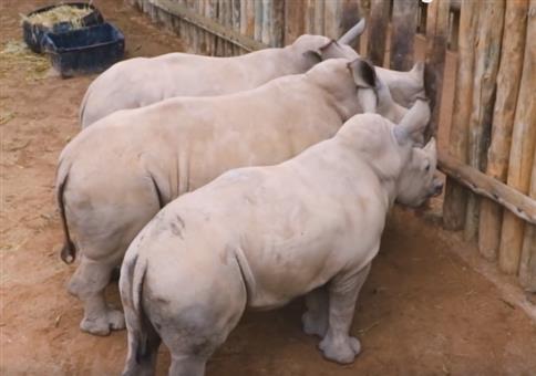 Wenn Baby Nashörner die Milch ausgeht
