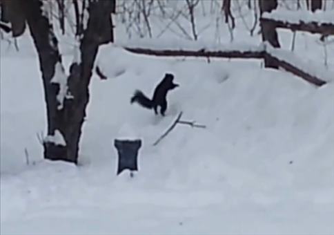 Betrunkenes Eichhörnchen