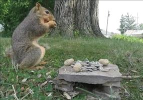 Eichhörnchen bedankt sich für die Nüsse