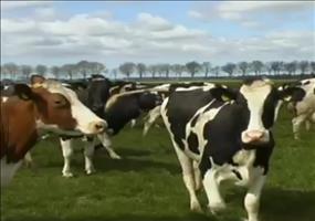 Der Frühling ist da! Familie Hornoxe freut sich!